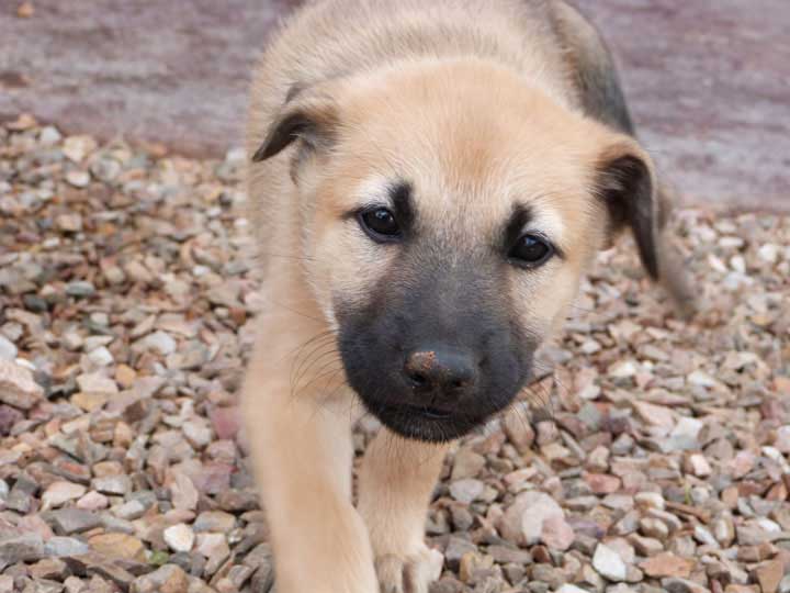 chinook dog